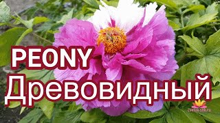 Древовидный пион Сестры Киао / Сад Ворошиловой