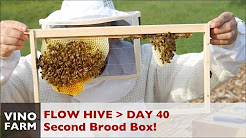 Vino Farm bees 