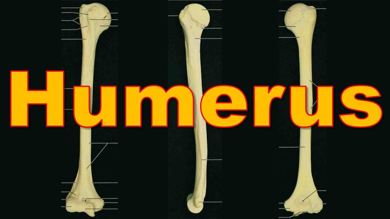 5. Humerus Bone || Upper Limb || كلية الطب - مادة التشريح || [A3] || [7]