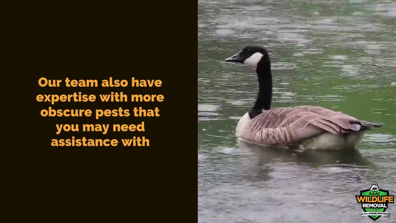 Wildlife Exterminator Cincinnati - AAAC Wildlife Removal of Cincinnati