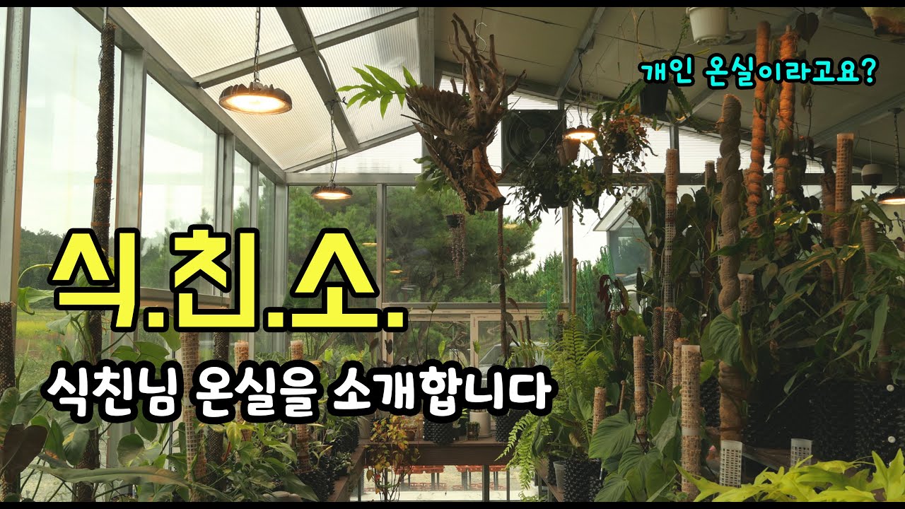[식친소] 식친님 개인온실을 소개합니다.최초공개 (필로덴드론, 안스리움, 알보몬스테라, 제라늄 등 희귀식물이 엄청 많아요!)