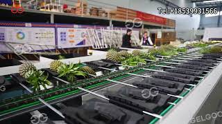 High Accuracy Pineapple Sorting Machine