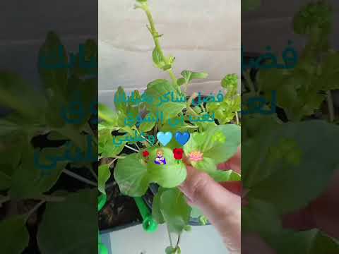 فضل شاكر أغنيةبغيابك لعب بي الشوق غلبني اكسبلور ترند  لايك تيك توك حالات واتس انستا