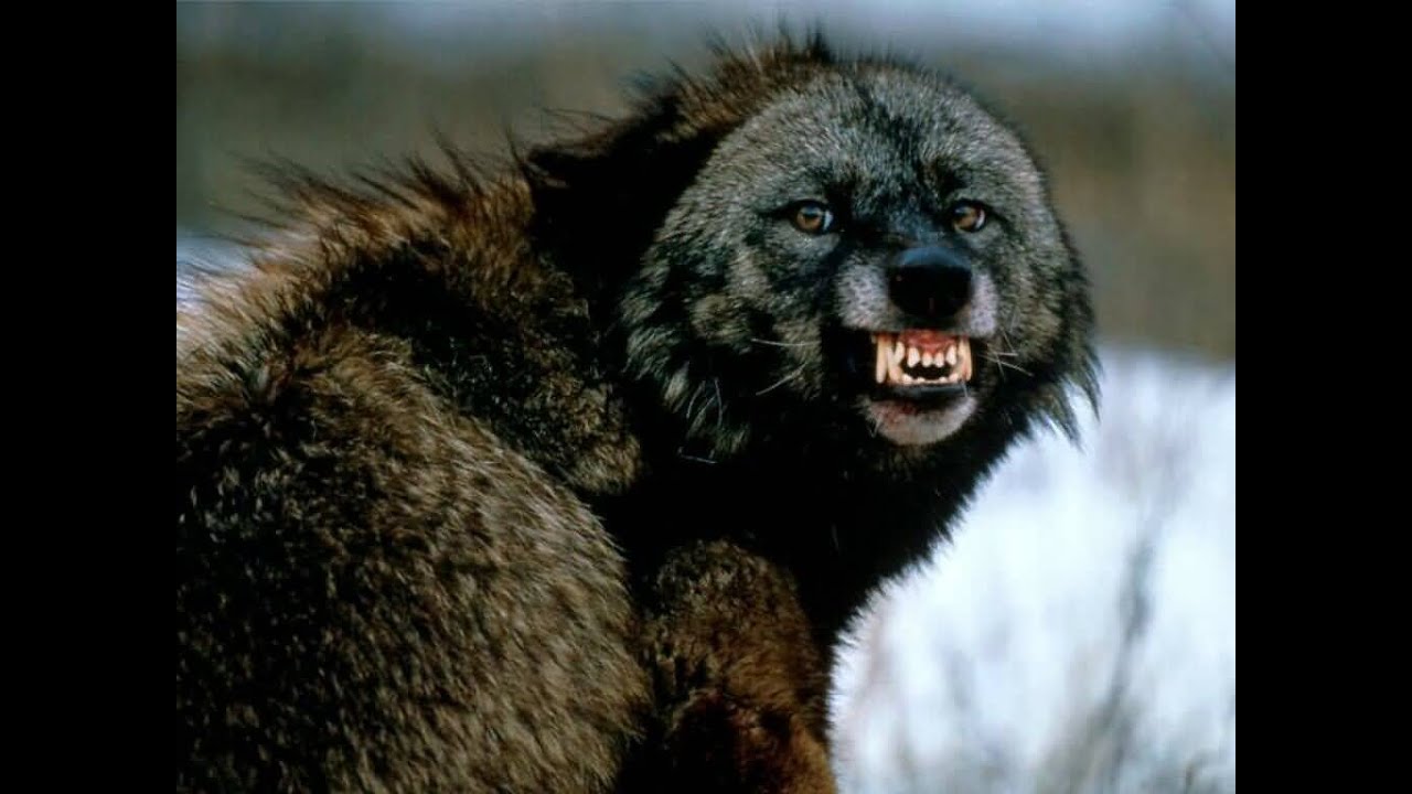 Wolves Mirror Human Behavior