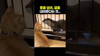 수달이 잠든 새끼고양이 위에 자기 몸을 포개버렸다