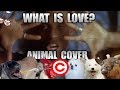 Haddaway  what is love animal cover reupload