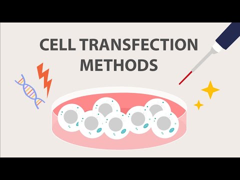 Introduction to Cell Transfection: Part 2