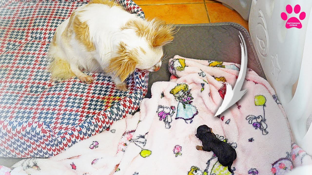 Собака родила щенка и не знает, что делать с ним! Будут ли еще щенки?