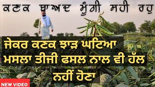 ⁣ਜੇਕਰ ਕਣਕ ਦਾ ਝਾੜ ਨਹੀਂ ਆਇਆਂ ਕਾਰਨ ਲੱਭੋ, ਮਸਲਾ ਮੂੰਗੀ ਨਾਲ ਵੀ ਹੱਲ ਨਹੀਂ ਹੋਣਾ