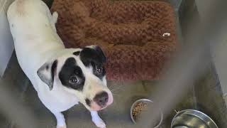 Acs A816726