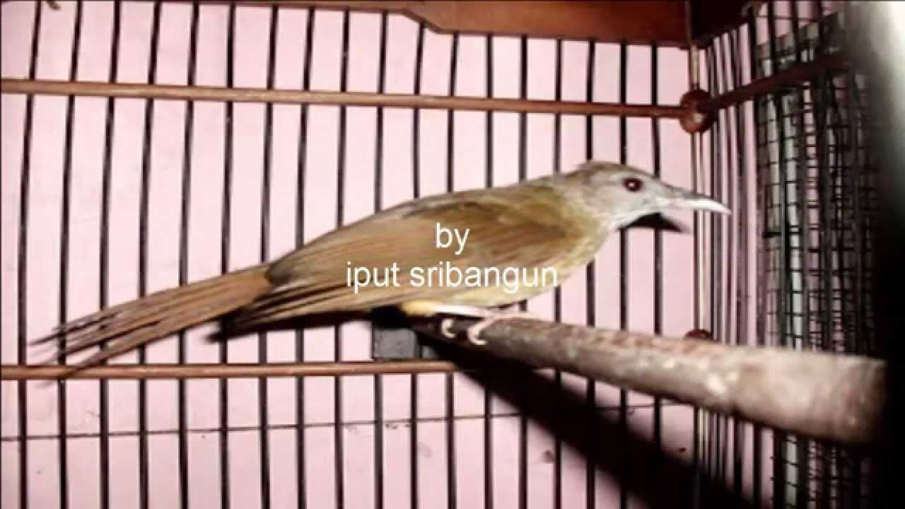 donload suara burung kapas tembak - YouTube