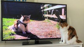 Maine Coon Cat: Watching Her Own Youtube Video by The Explorer Cat 5,187 views 3 years ago 4 minutes, 17 seconds