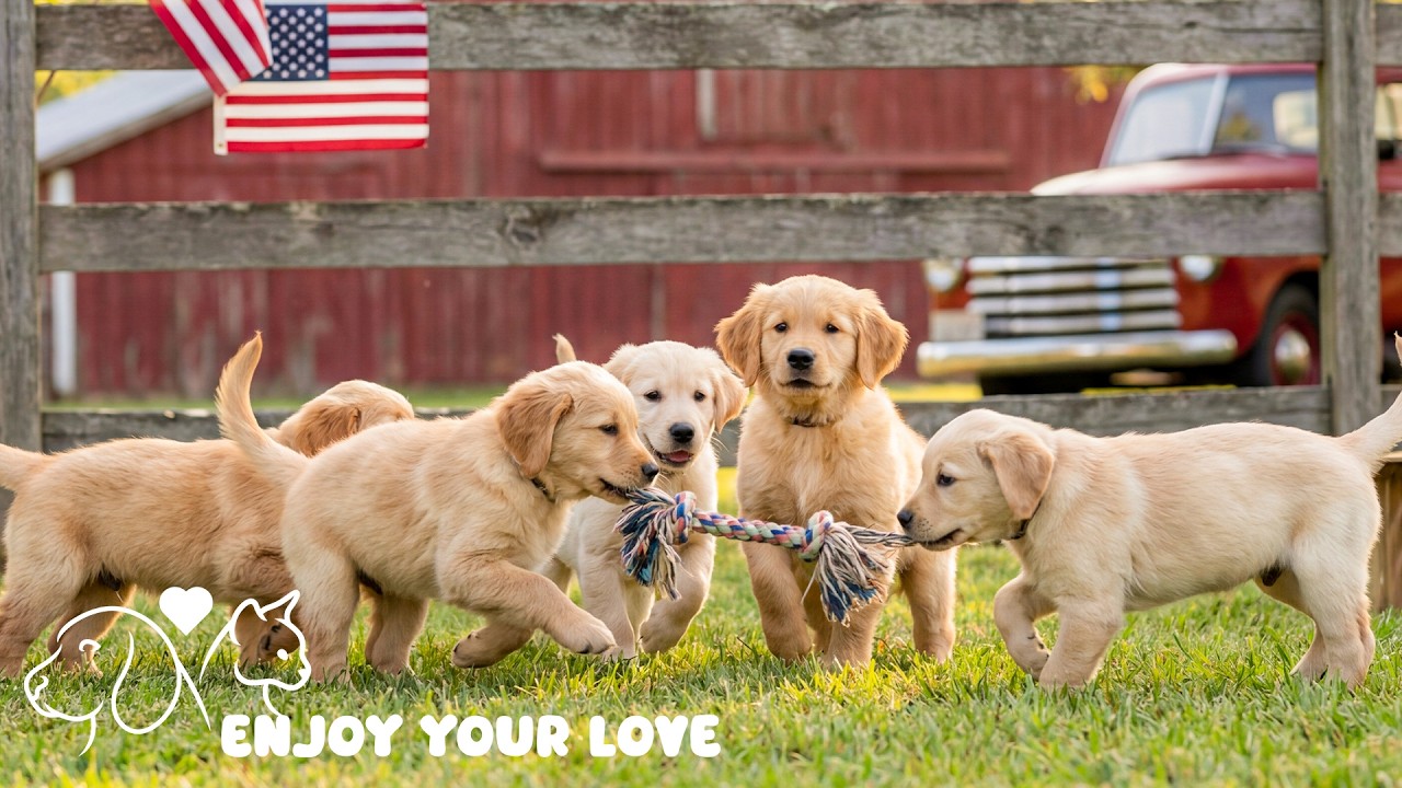 TV for Dogs! 1 HOURS of Fun Entertainment for Bored Dogs + Music! NEW