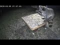 Re-Runs / Clips of: ♥️Critter CamTV ☔️ | 24/7 Wild Animals &amp; Birds | 🌷Spring Kentucky USA