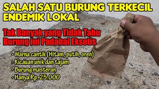 BENAR-BENAR EDAN... BURUNG KECIL DAN CANTIK INI HANYA 25 RIBU, SUARANYA TAJAM COCOK BUAT MASTERAN