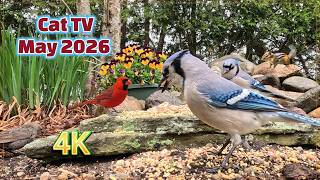 Cat TV (4K) - May 2026 - Squirrel, Chipmunk and Bird Watching: Nature Fun for Cats and Everyone!