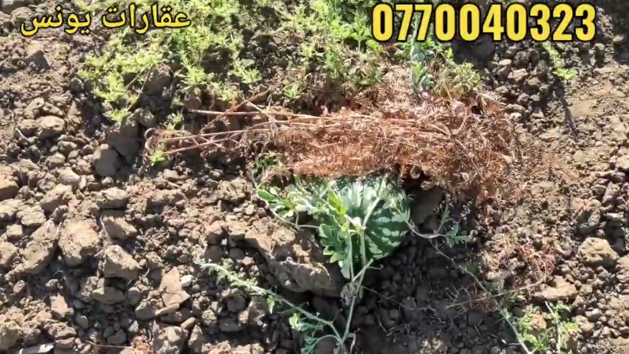 بقعة أرضية للبيع نواحي أصيلة بها منزل مستقل أو أشجار مختلفة تمن 70 درهم للمتر بها واد من الماء