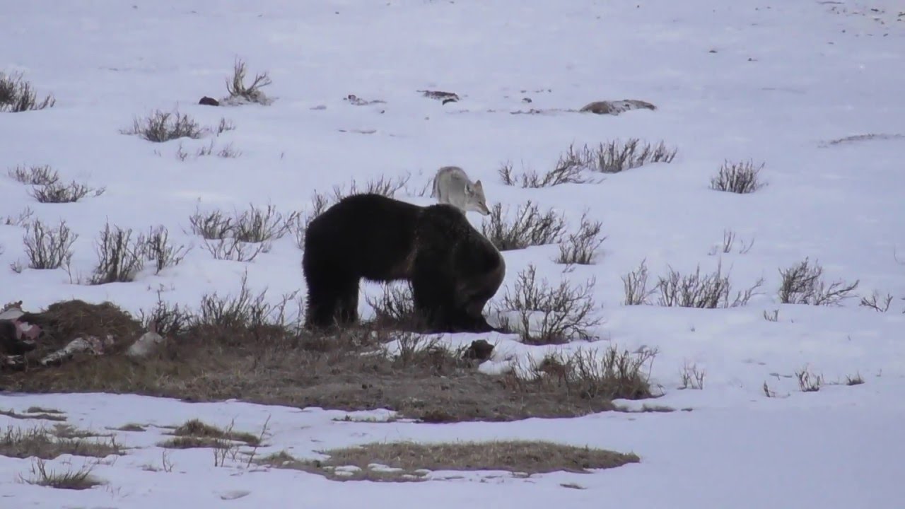 ultra marathon Grizzly bear chasing away coyote from bison carcass