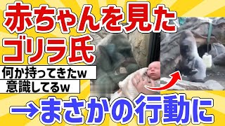 【2ch動物スレ】ゴリラ氏、人間の赤ちゃんを見た結果→予想外の行動にｗ