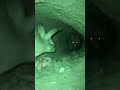 Hidden Camera Captures Fox Trying to Attack Baby Rabbits Inside Burrow
