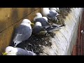 Baltic, Gateshead: Kittiwake🌙20/05/26