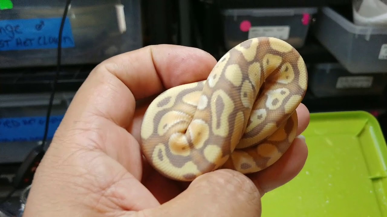 camera iphone 8 plus apk Banana clutch 1st shed