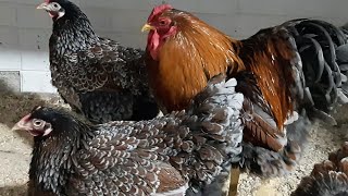 Blue Laced Red and Splash Wyandotte Blue Laced Wyandottes
