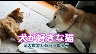 犬好きな猫♡柴犬貫太と茶トラまる子