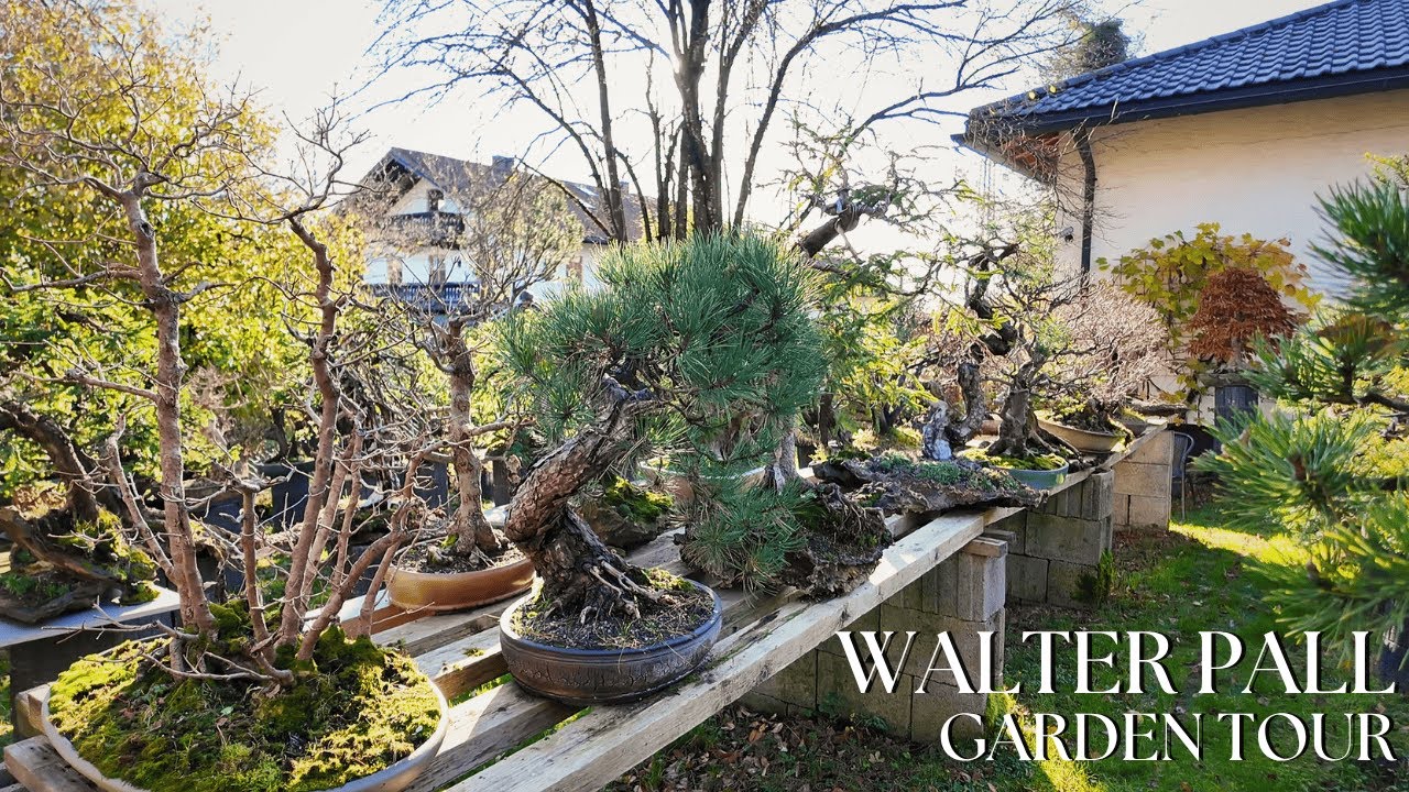 Take A Look Inside The Private Bonsai Collection Of Walter Pall