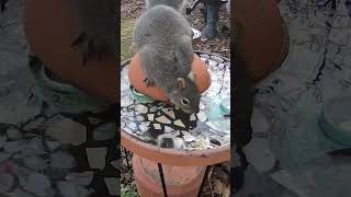Squirrel's Thirsty Moment Captured on Camera!⛲️🐿️