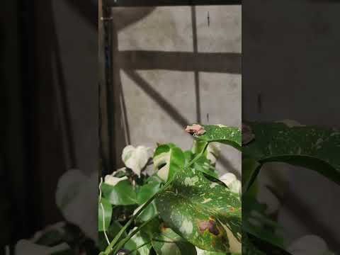 Chiếc Ếch bên vườn