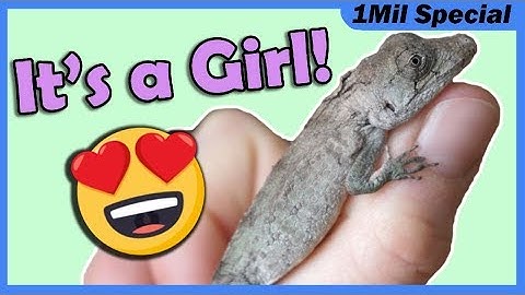 We Hatched a Cuban False Chameleon!!