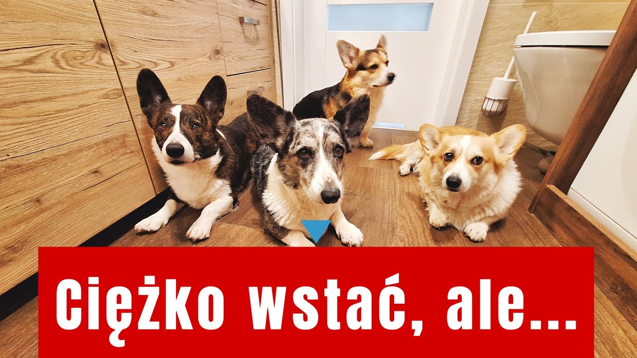Najgorsza pora dnia dla właściciela psów? Na pewno warto rano wstać!