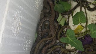 monitoring the behavior of snake populations