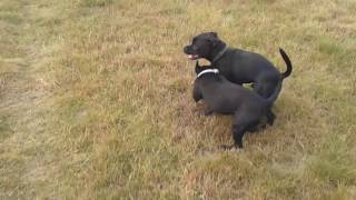 Enrique And Emotion Wizard Bull