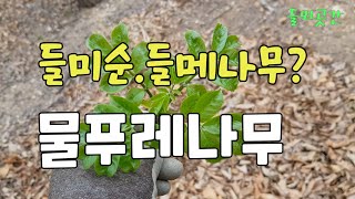 지리산지역 최고의산나물 들미순일까요?