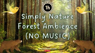 1 Hour | Simply Nature | Forest Ambience | NO MUSIC | Reconnect With Mother Earth