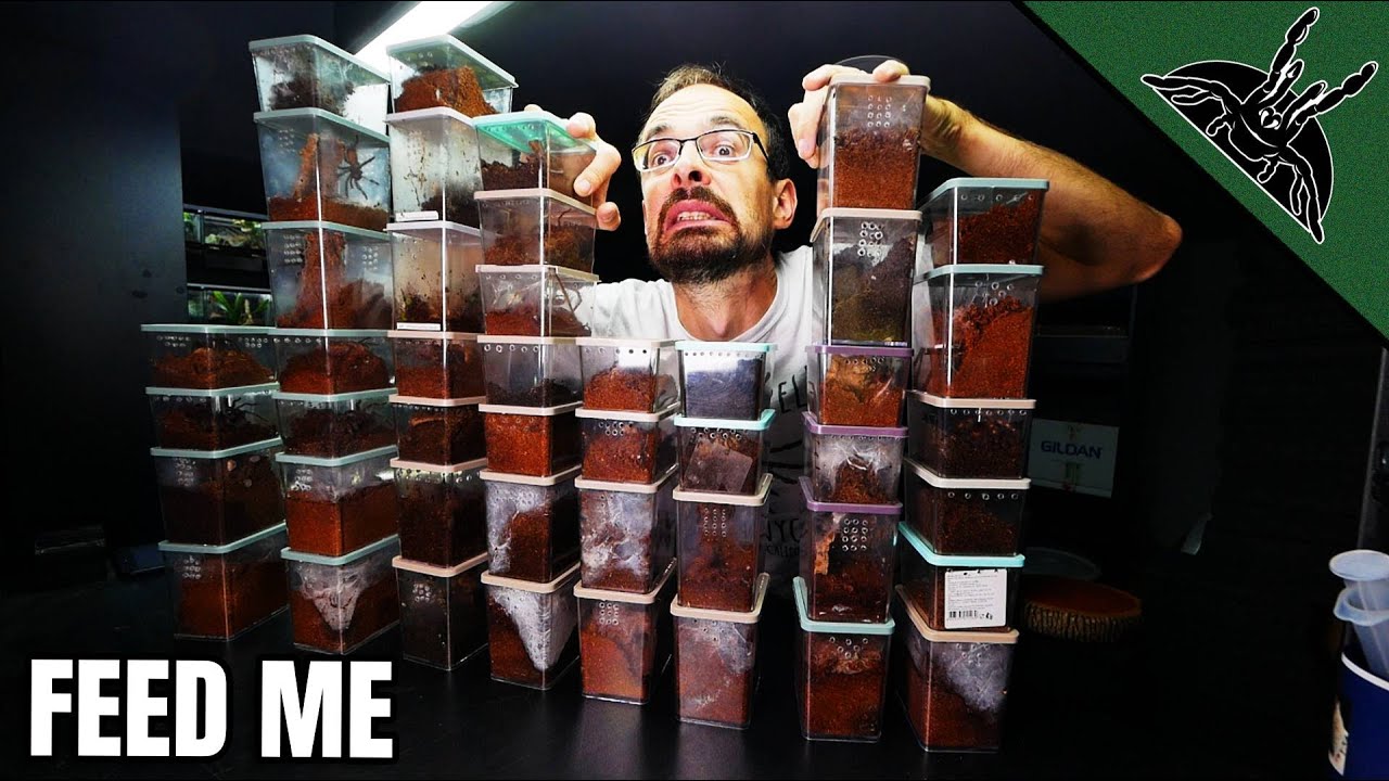 НАСЫЩЕННОЕ ДЕЙСТВИЯМИ видео кормления тарантулов