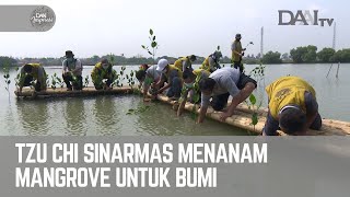 Tzu Chi Sinarmas Menanam Mangrove Untuk Bumi | DAAI Inspirasi