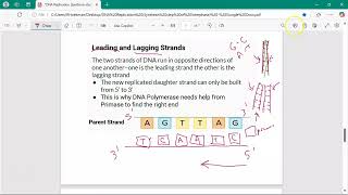 DNA Replication PArt 2
