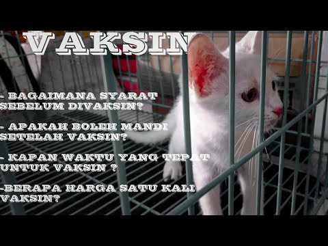 Video: Cara Memvaksinasi Kucing