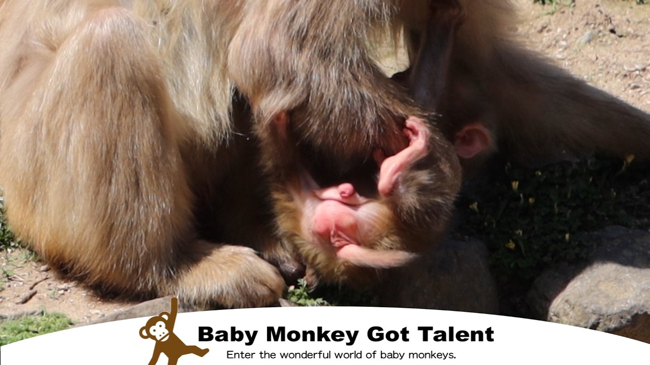 Очаровательный малыш! Маленькая обезьянка не отходит от мамы / monpai monyet baby monkey