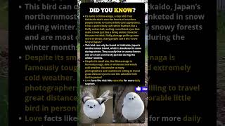 Meet The Shimaenaga  Japans Adorable snow Fairy Bird 