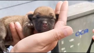 Newborn puppies abandoned at birth, crying incessantly from hunger.