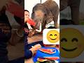 Watermelon and Elephant #elephant #elephantlove #watermelon #youtubeshorts #greenscreen #animals