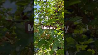  Mulberry f