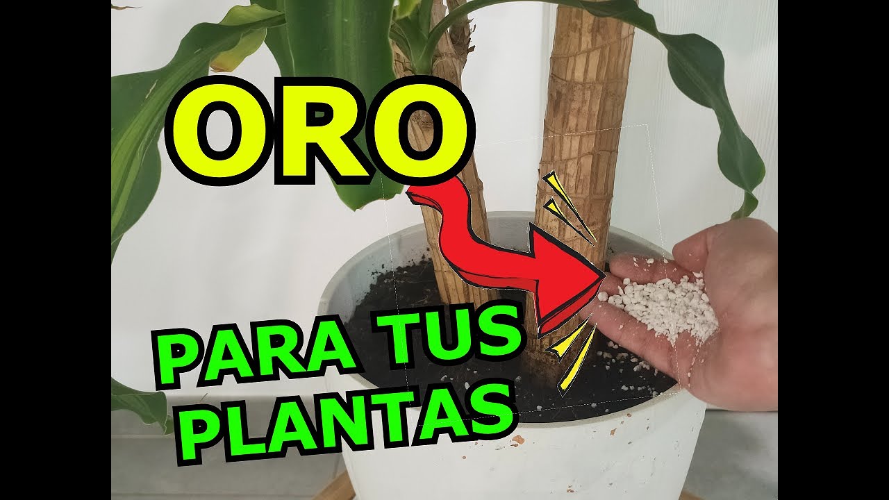¡USALAS! TUS PLANTAS TE LO AGRADECERÁN, ¿Qué son las PERLITAS Y QUE VENTEJAS TIENE EN LAS PLANTAS?