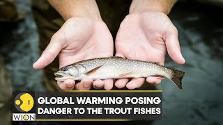 WION Climate Tracker: Global warming posing danger to the Trout fishes | World News | English News