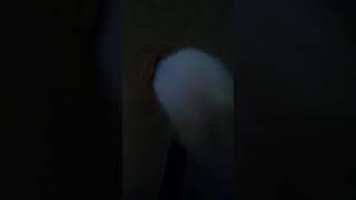 Pati Show