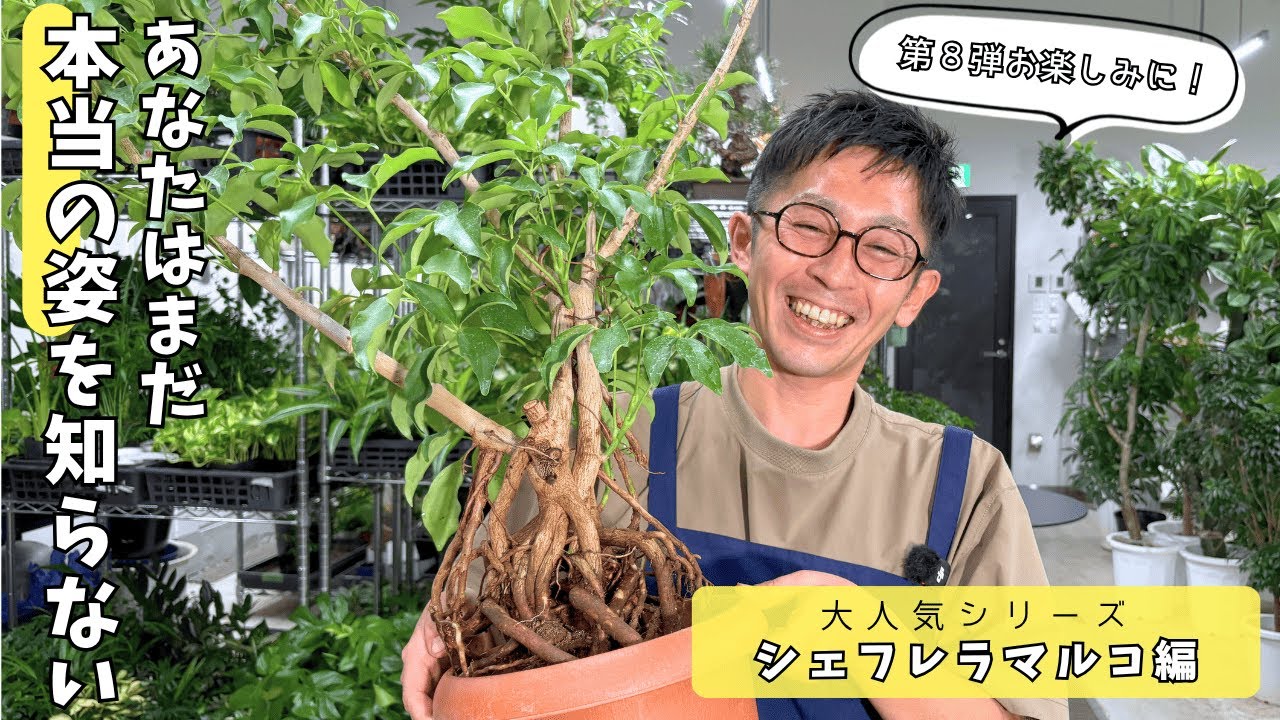 第8弾】あなたはまだ本当の姿を知らない（シェフレラマルコ編） – Pro
